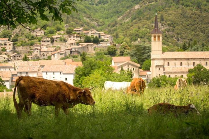 Jaujac - Vaches à Rochemure-2 ©S.BUGNON