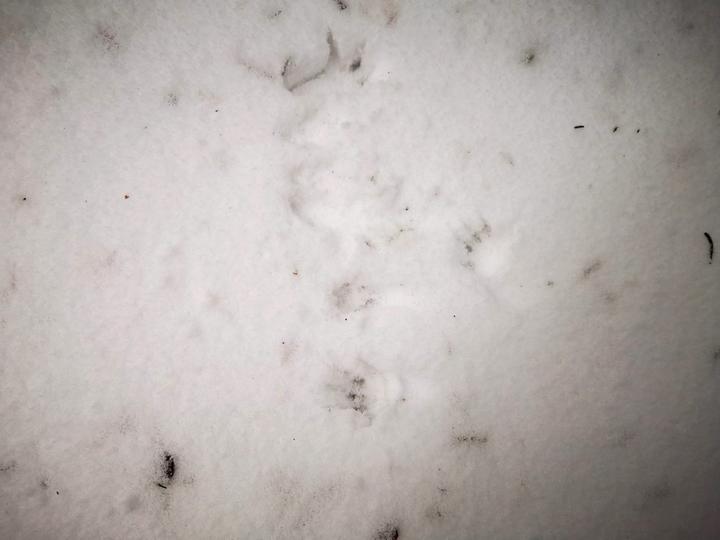 Empreintes d'écureuil dans la neige ©o.mathis