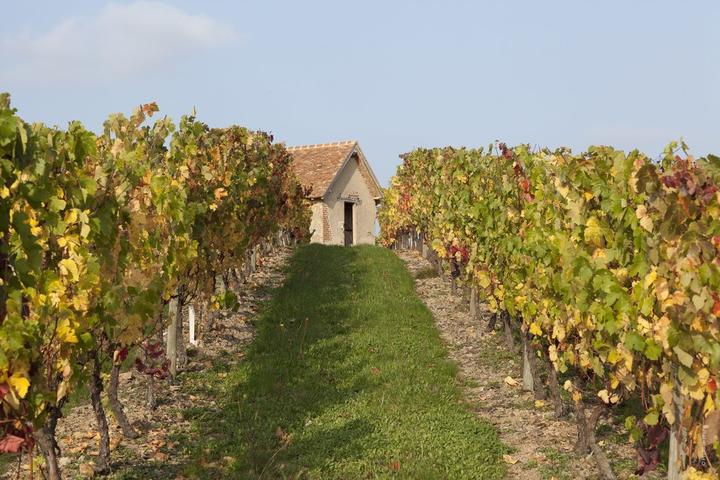 Dans le vignoble de Saint-Pourçain